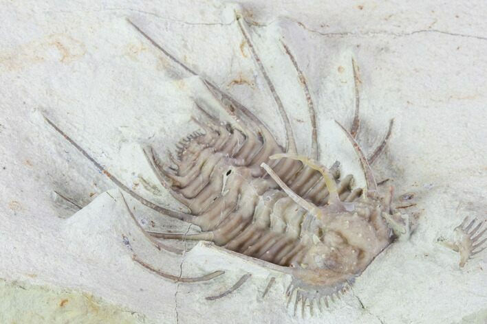 Rare, Spiny Ceratonurus Trilobite - Black Cat Mountain #103890